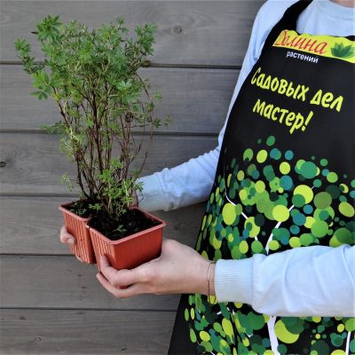 Лапчатка кустарниковая Маккейс Уайт Лапчатка кустарниковая Маккейс Уайт фото