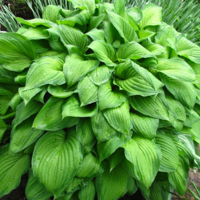 Хоста Форчуна Хоста Форчуна фото