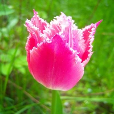 Тюльпан Бель Сонг Тюльпан Бель Сонг фото