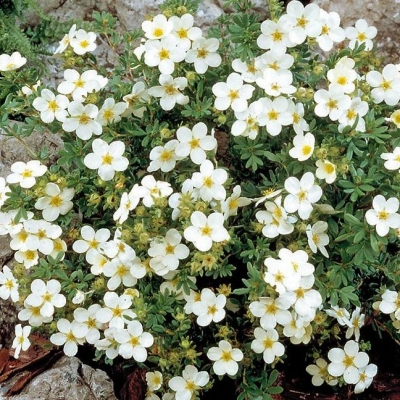 Лапчатка кустарниковая Маккейс Уайт Лапчатка кустарниковая Маккейс Уайт фото