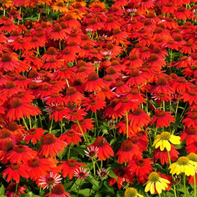 Эхинацея Сомбреро Сангрита Эхинацея Сомбреро Сангрита - Dolina-Sad.Ru