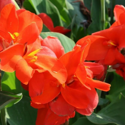 Каннасол Хэппи Клео фото