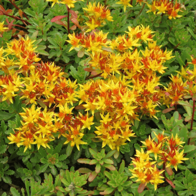 Седум камчатский цветоносный фото