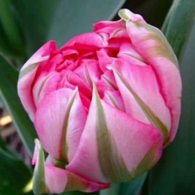 Тюльпан Флеш Поинт Тюльпан Флеш Поинт фото