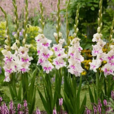 Гладиолус Виолет Харт Гладиолус Виолет Харт - Dolina-Sad.Ru