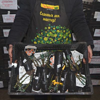 Роза Свит Хоней фото