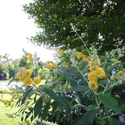 Буддлея Вейера Санголд Буддлея Вейера Санголд - Dolina-Sad.Ru