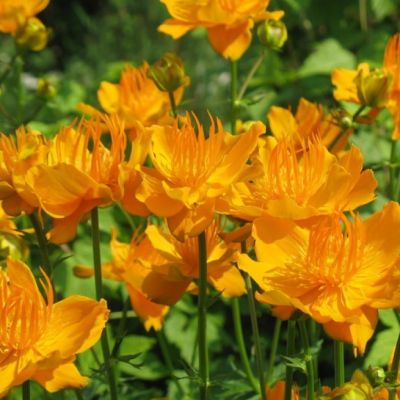 Купальница Китайская , C2 Купальница Китайская , C2 фото