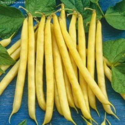 Фасоль Чародейка (спаржевая) фото