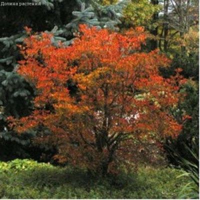 Энкиантус Колокольчатый Энкиантус Колокольчатый фото