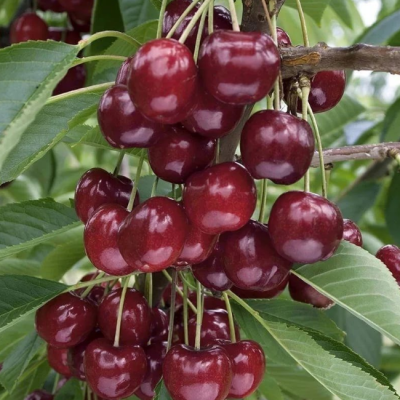 Черешня Бигарро старкинг фото