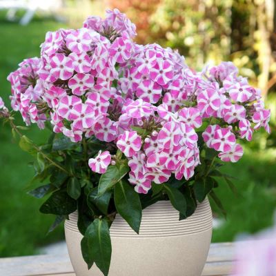 Флокс метельчатый Бамбини Кэнди Краш Флокс метельчатый Бамбини Кэнди Краш - Dolina-Sad.Ru