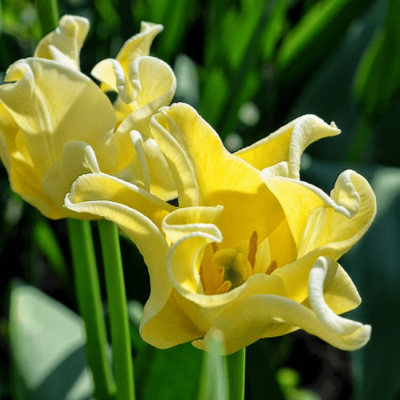 Тюльпан Еллоу Краун Тюльпан Еллоу Краун фото