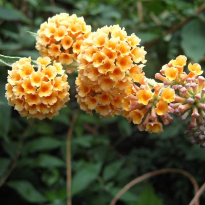 Буддлея Вейера Санголд Буддлея Вейера Санголд - Dolina-Sad.Ru