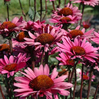 Эхинацея Фатал Эттрэкшн Эхинацея Фатал Эттрэкшн - Dolina-Sad.Ru