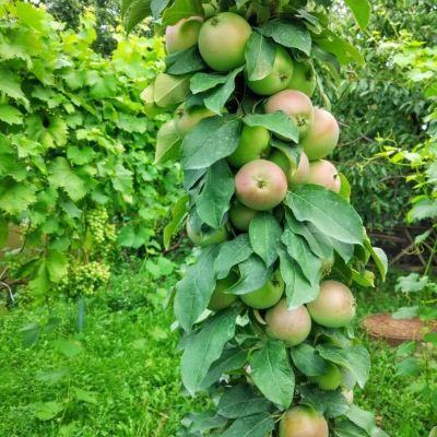 Яблоня колоновидная Триумф/Осенняя фото