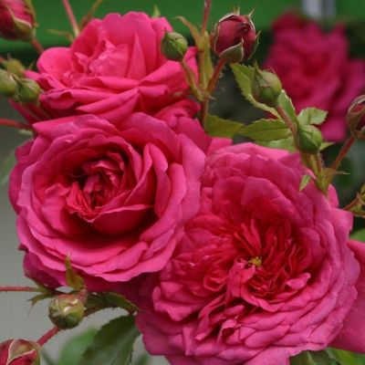 Роза Лагуна Роза Лагуна фото