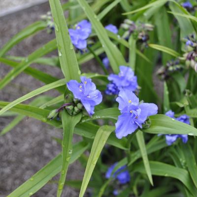Традесканция Андерсона Церулеа Плена Традесканция Андерсона Церулеа Плена - Dolina-Sad.Ru