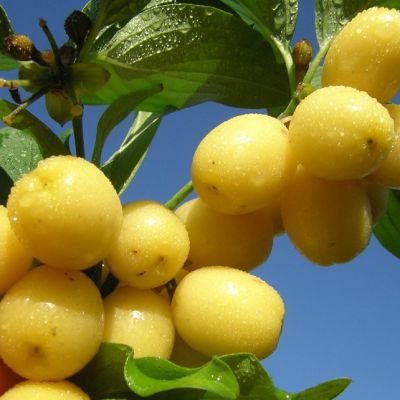 Кизил Янтарный Кизил Янтарный фото