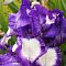 Ирис германский Степпинг Аут Ирис германский Степпинг Аут фото
