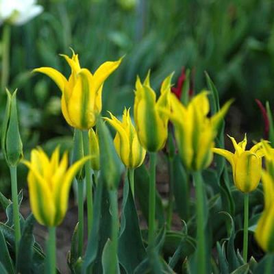 Тюльпан Дэнсинг Шоу Тюльпан Дэнсинг Шоу фото