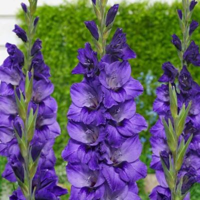 Гладиолус Куки - Dolina-Sad.Ru