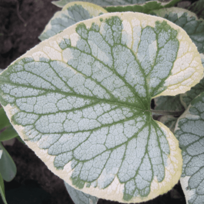 Бруннера Макрофила Кингз , C2 Бруннера Макрофила Кингз , C2 фото