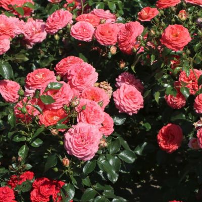 Роза Зоммерзонне Роза Зоммерзонне - Dolina-Sad.Ru