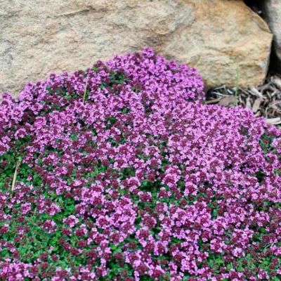 Тимьян ранний Минор , P9 Тимьян ранний Минор , P9 фото