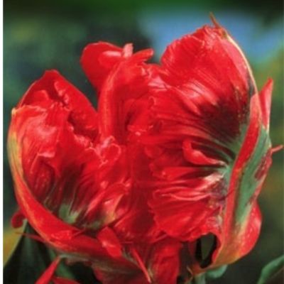 Тюльпан Холланд Хэппенинг Тюльпан Холланд Хэппенинг - Dolina-Sad.Ru