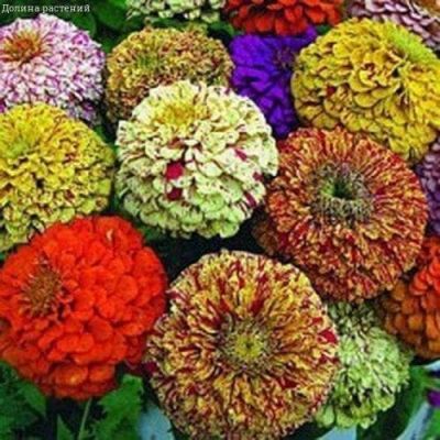 Цинния Карнавал,Смесь Цинния Карнавал,Смесь фото