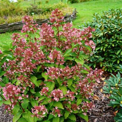 Гортензия метельчатая Дарума Гортензия метельчатая Дарума - Dolina-Sad.Ru