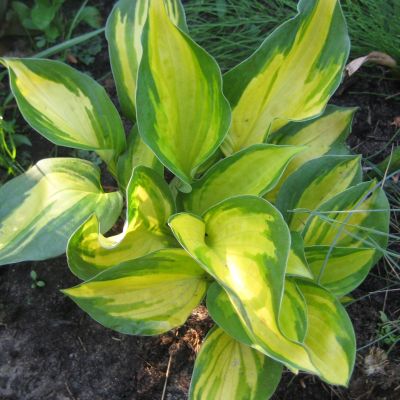 Хоста Джорджиа Свитхарт Хоста Джорджиа Свитхарт - Dolina-Sad.Ru