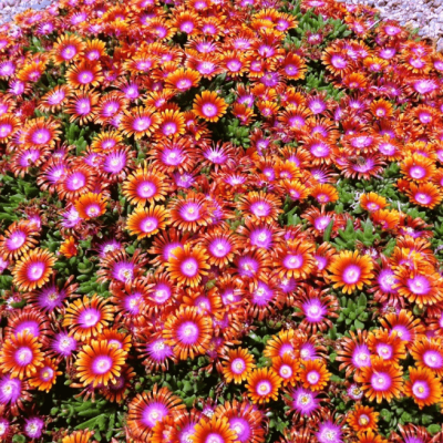 Делосперма Санделла Оранж , С1,5 Делосперма Санделла Оранж , С1,5 фото