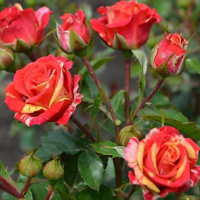 Роза Штамбовая Фаер Флеш Роза Штамбовая Фаер Флеш - Dolina-Sad.Ru