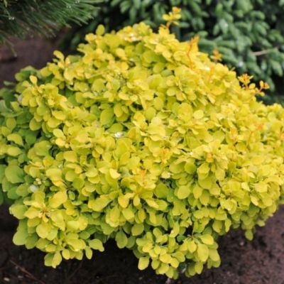 Барбарис Тунберга Санни Барбарис Тунберга Санни фото