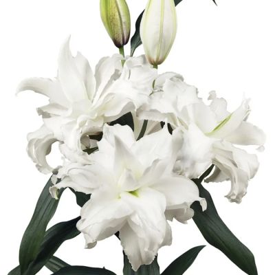 Лилия Роузлили Анджела - Dolina-Sad.Ru