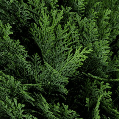 Кипарисовик Лавсона Минима Глаука фото