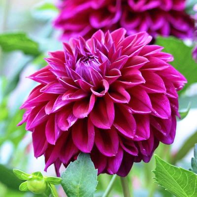 Георгина Дива Георгина Дива фото