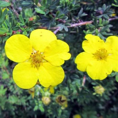 Лапчатка кустарниковая Клондайк, С3 Лапчатка кустарниковая Клондайк, С3 - Dolina-Sad.Ru