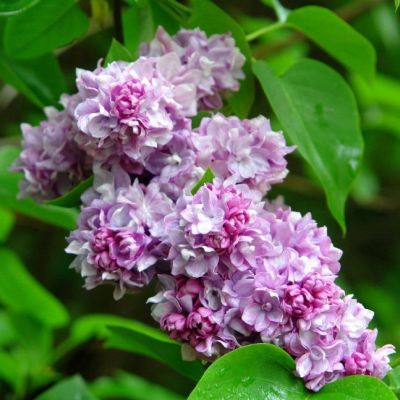 Сирень Катерина Хавемейер Сирень Катерина Хавемейер фото