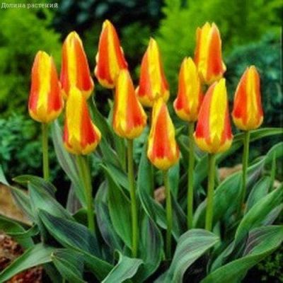Тюльпан Корона Тюльпан Корона фото