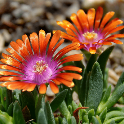 Делосперма Фаер Спиннер , Делосперма Фаер Спиннер , фото