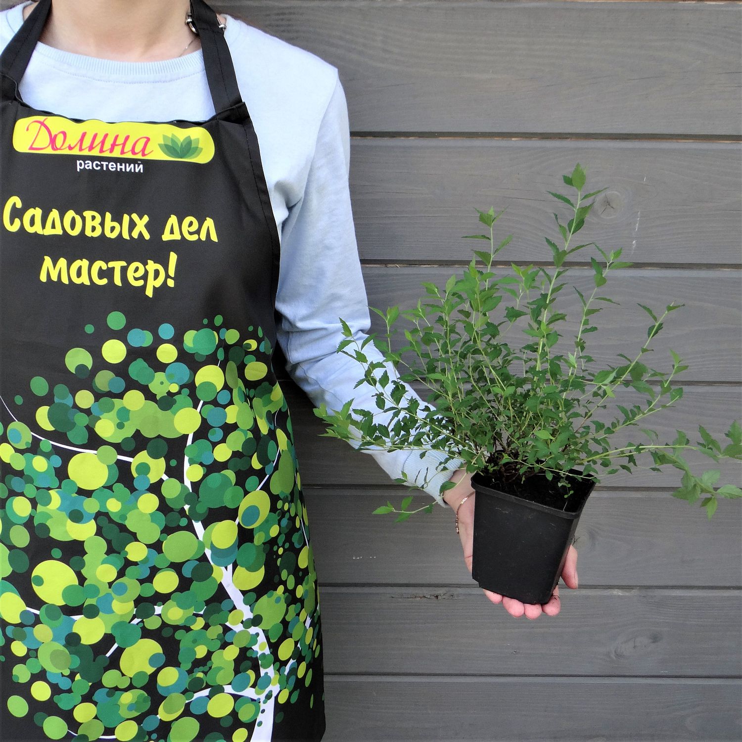 Спирея японская Нана Спирея японская Нана фото