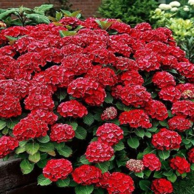 Гортензия крупнолистная Хот Ред - Dolina-Sad.Ru