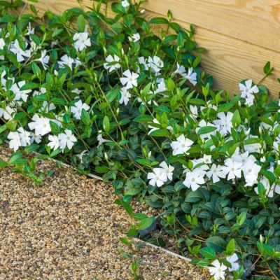 Барвинок большой Альба - Dolina-Sad.Ru