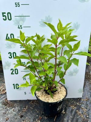 Гортензия метельчатая Юник, С2 - Dolina-Sad.Ru