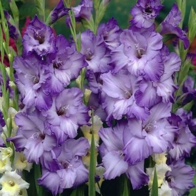 Гладиолус Коте Д`Азур - Dolina-Sad.Ru