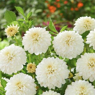 Георгина Сноу Кап Георгина Сноу Кап - Dolina-Sad.Ru