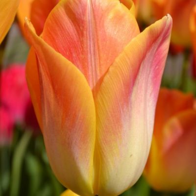 Тюльпан Сэлмон Краун Тюльпан Сэлмон Краун фото